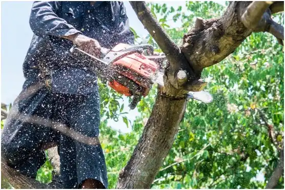 tree services Blennerhassett